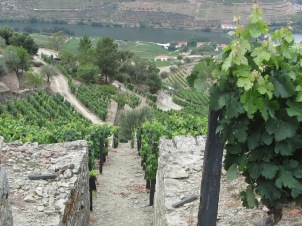 Douro Valley Winery